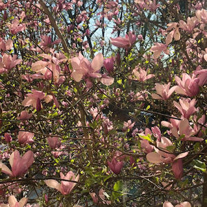 Meet your Posher, Brigid